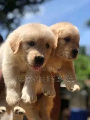 Golden Retriever Puppies