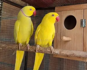 Yellow Ring Neck Parrot