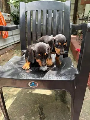 Dachshund Puppies