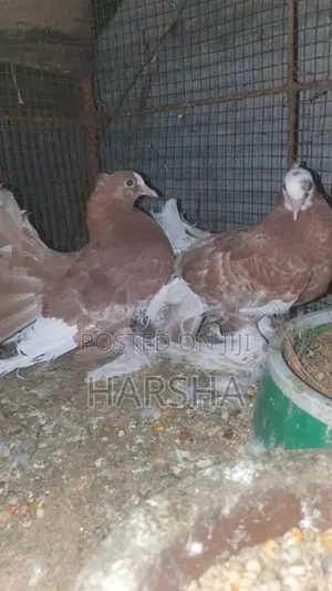 Pigeon