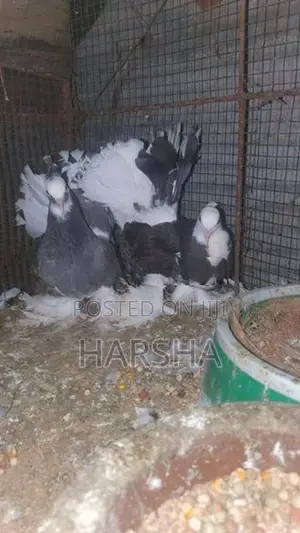 Pigeon