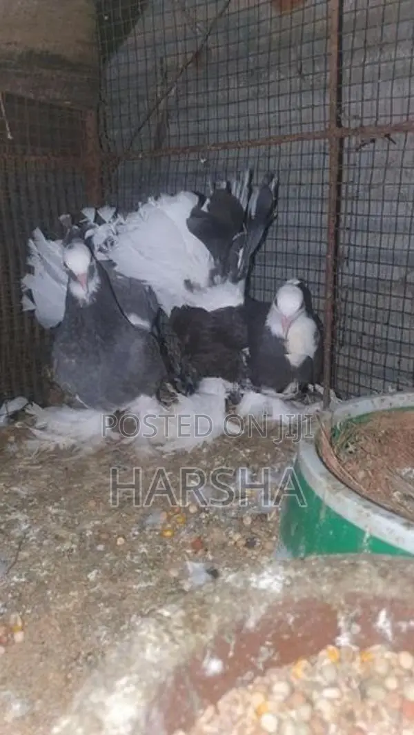 Pigeon