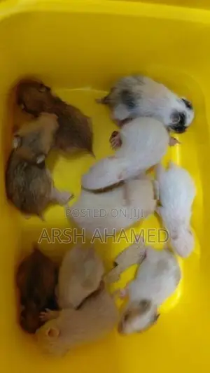 Syrian Teddy Hamster