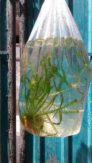 Aquatic Plant (Natural Plant)