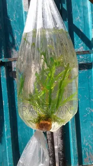 Aquatic Plant (Natural Plant)
