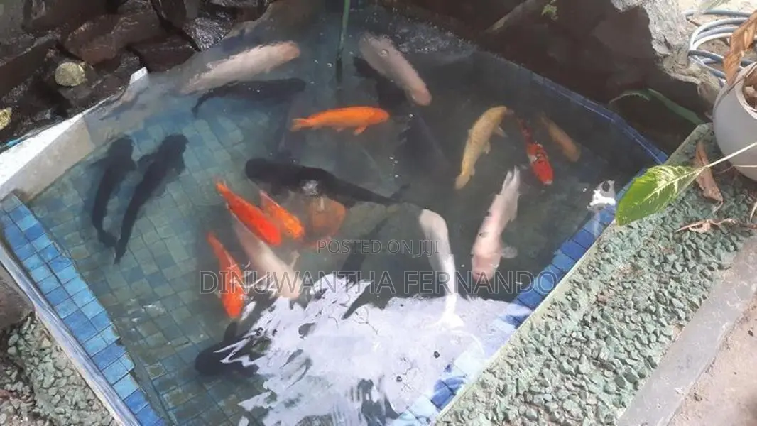 Koi Fish