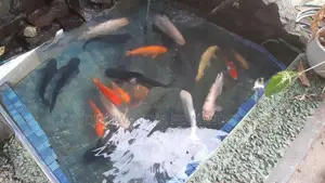 Koi Fish