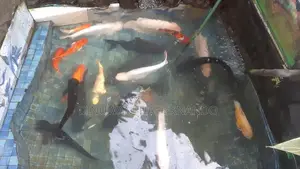 Koi Fish