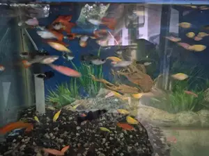 Guppy Fish