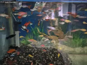 Guppy Fish