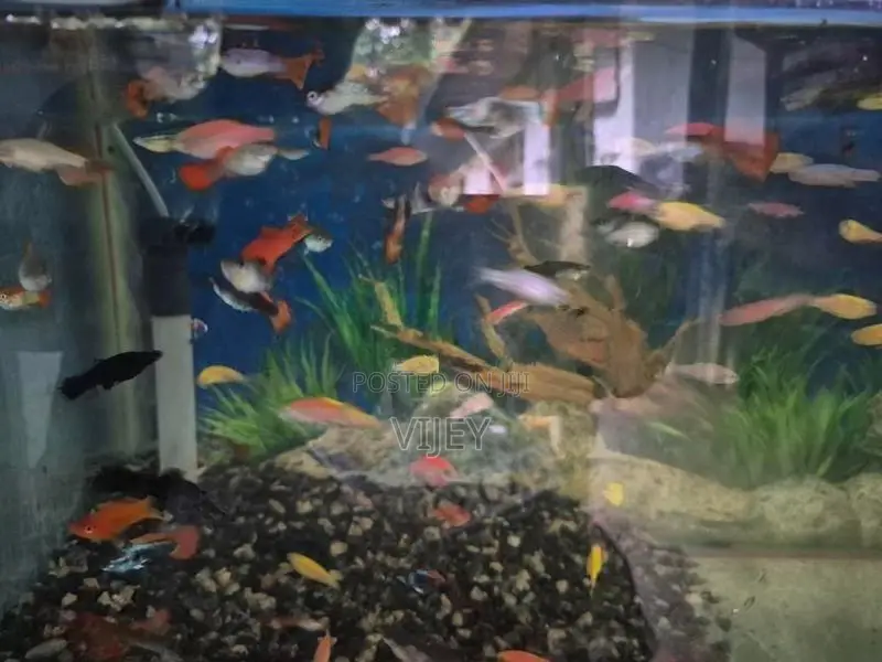 Guppy Fish