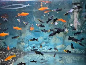 Guppy Fish