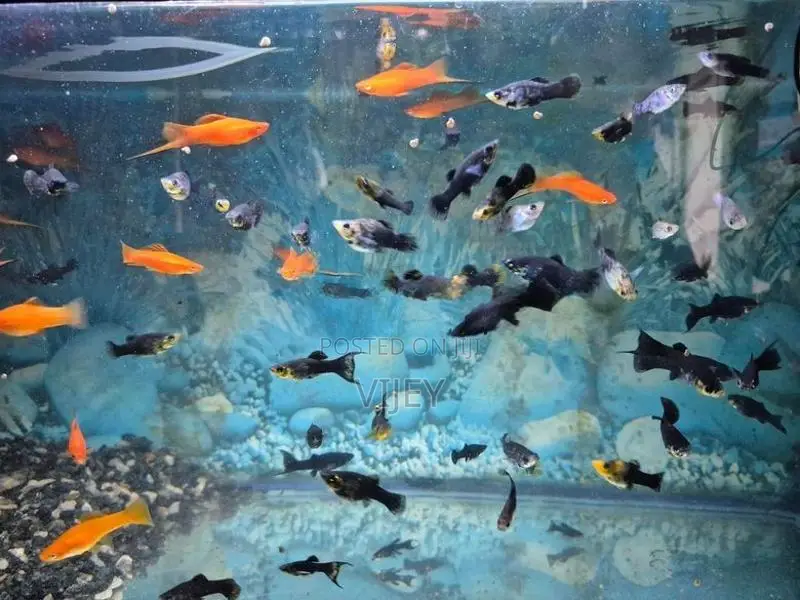 Guppy Fish