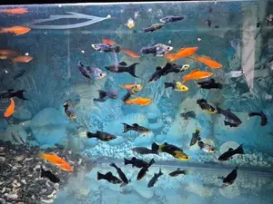 Guppy Fish