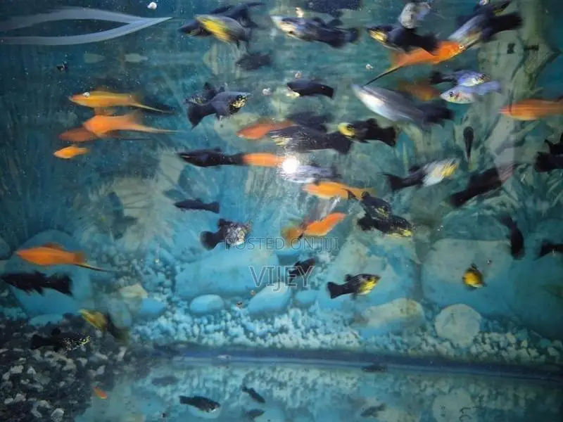 Guppy Fish