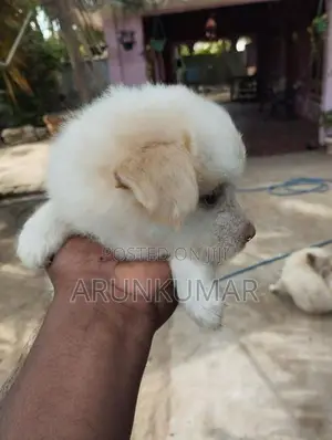 Pomerian Puppies