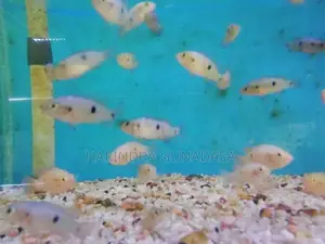 Red Jewel Cichlid Fish