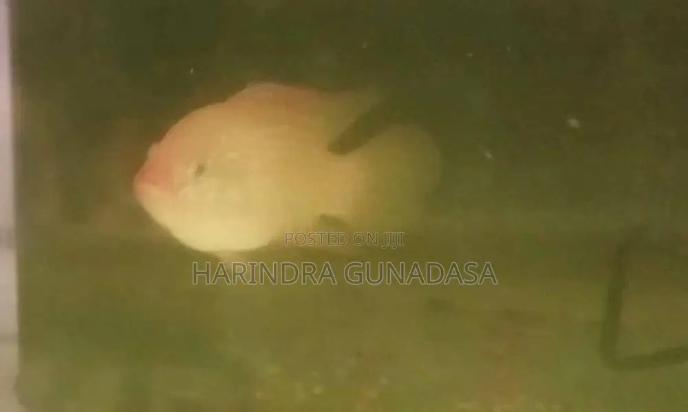 Red Jewel Cichlid Fish