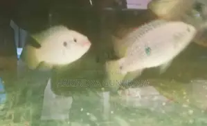 Red Jewel Cichlid Fish