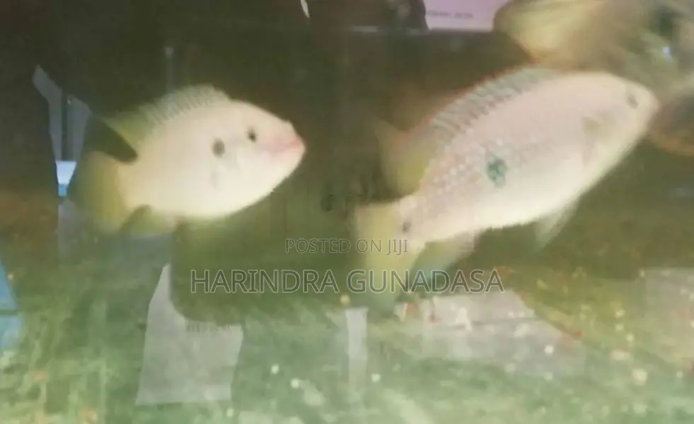 Red Jewel Cichlid Fish