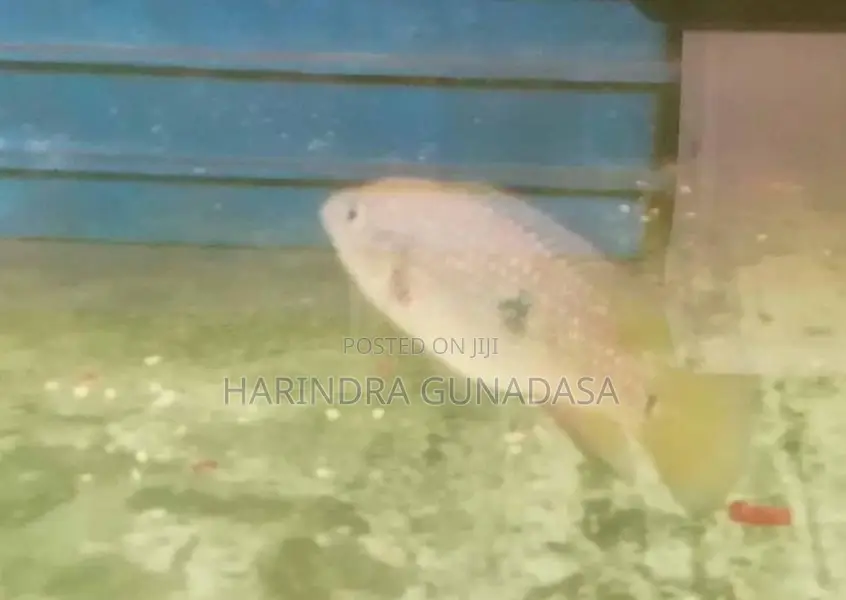 Red Jewel Cichlid Fish