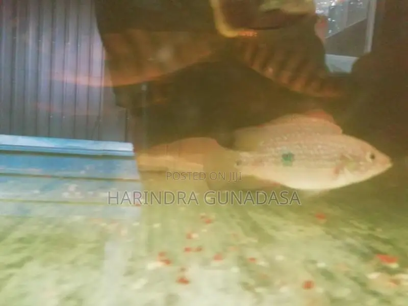 Red Jewel Cichlid Fish
