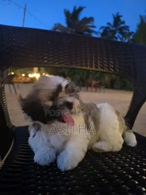 Shih Tzu