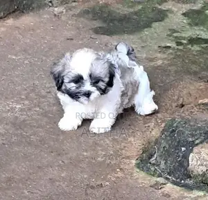 Shih Tzu