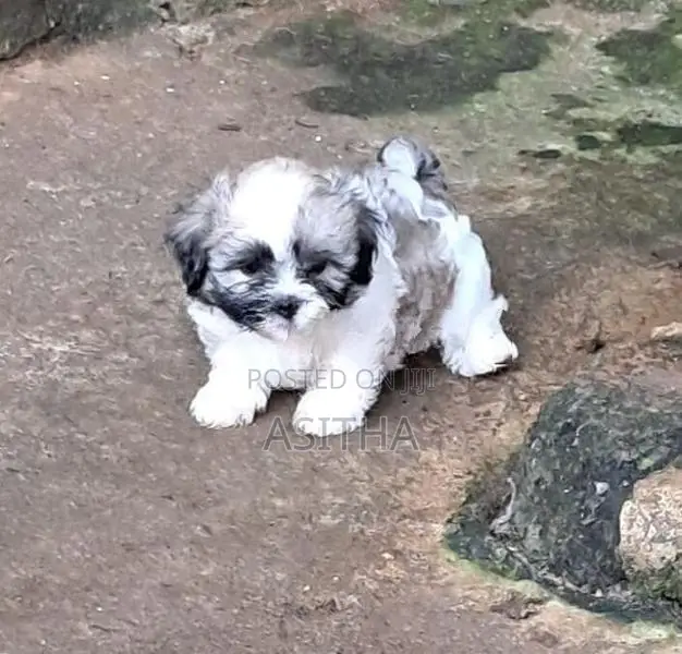 Shih Tzu