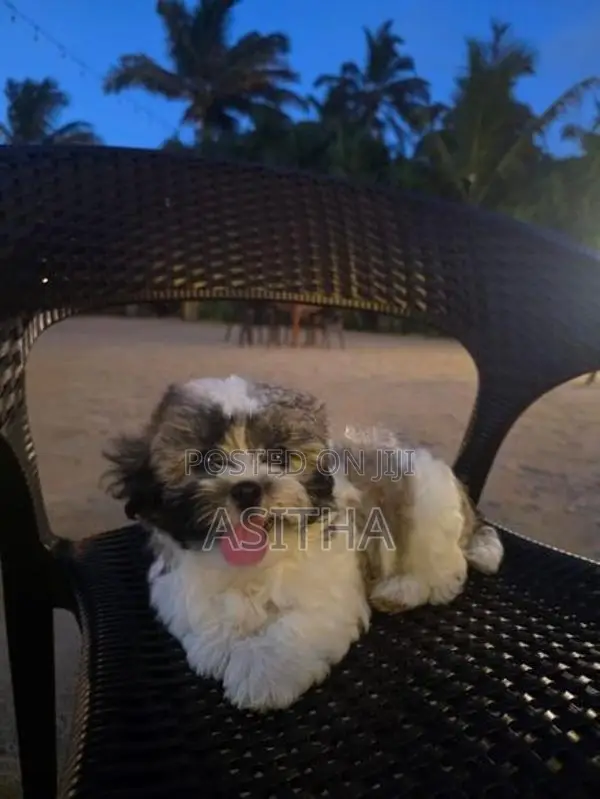 Shih Tzu