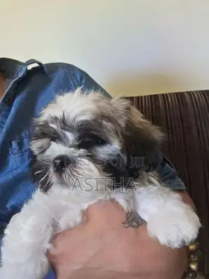 Shih Tzu