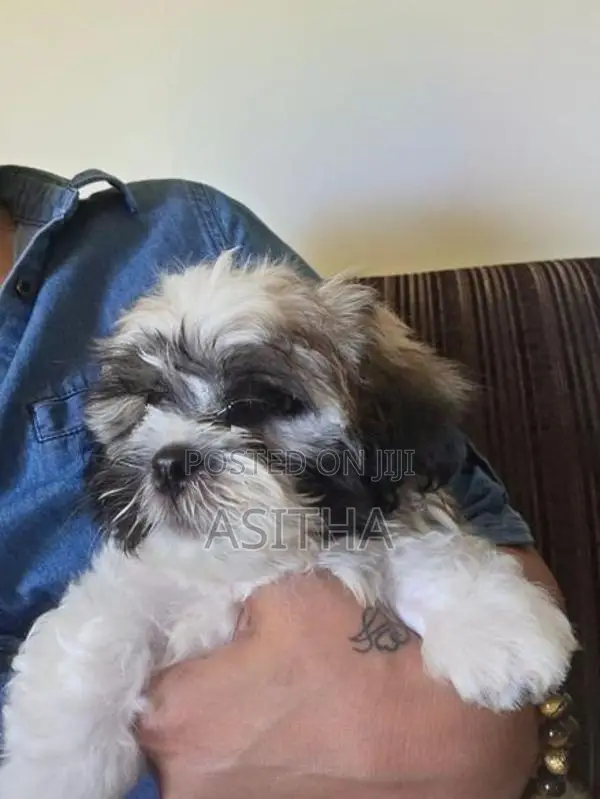 Shih Tzu
