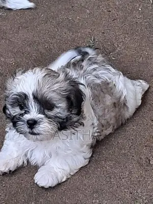 Shih Tzu