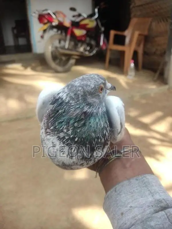Pigeons