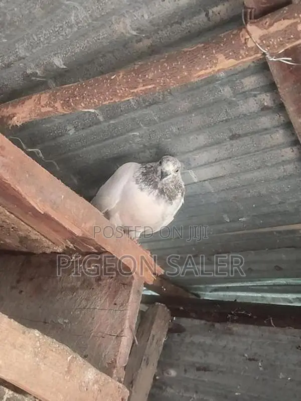 Pigeons