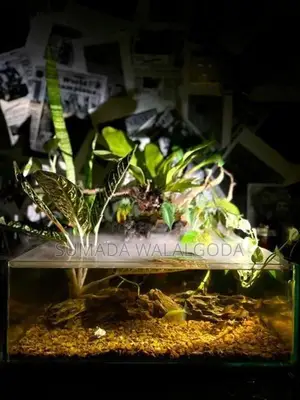 planted tank