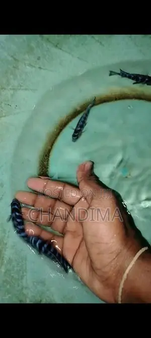 Demasoni Malawi