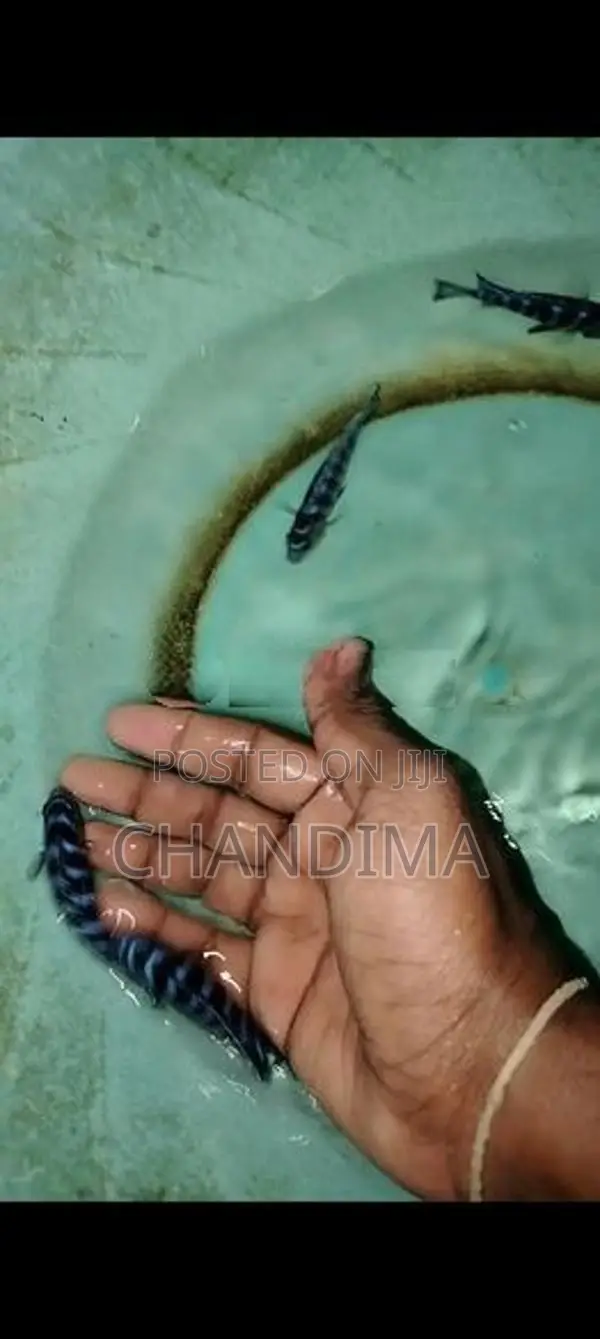 Demasoni Malawi