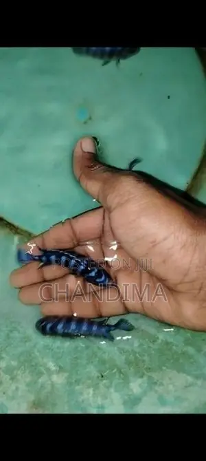 Demasoni Malawi