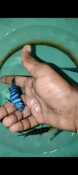 Demasoni Malawi