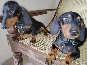 Dachshund Pappies