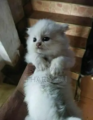 Persian baby