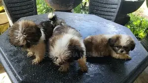 Shitzu Puppy