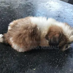Shitzu Puppy