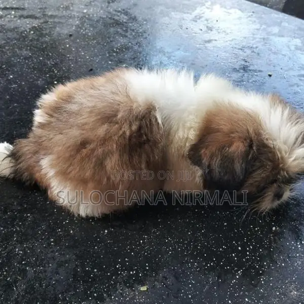 Shitzu Puppy