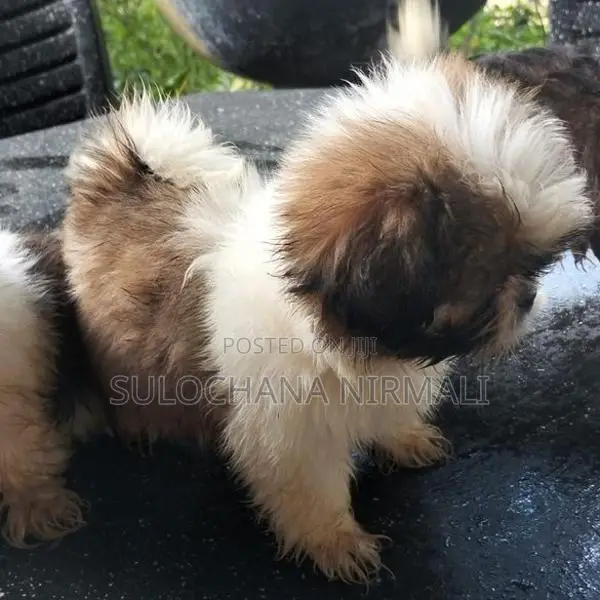 Shitzu Puppy