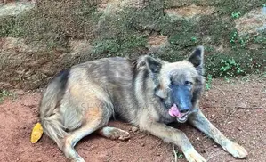 German Shepherd