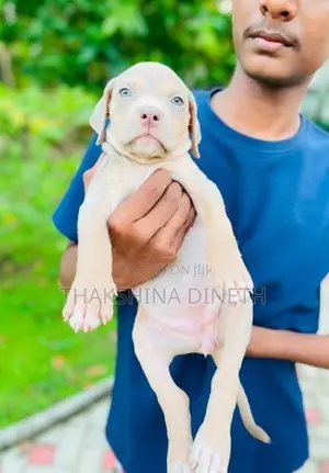 American Bully XL