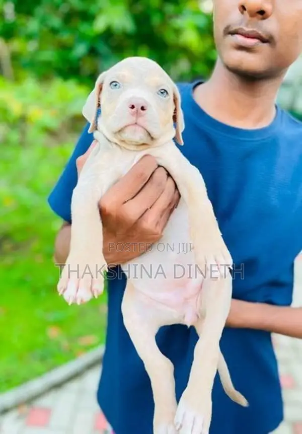 American Bully XL