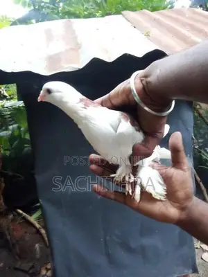 පරවියෝ